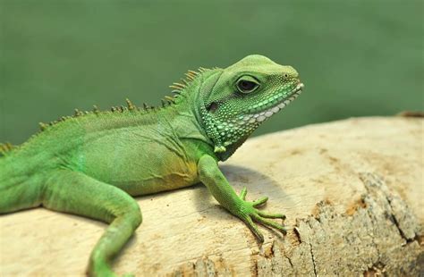which animals are vertebrates 16