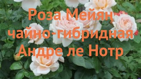 Роза чайно-гибридная Андре ле Нотр (andre le notre) 🌿 обзор: как сажать ...