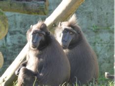 About - Social Hierarchy - Female Dominance Primate Behaviour and Learning