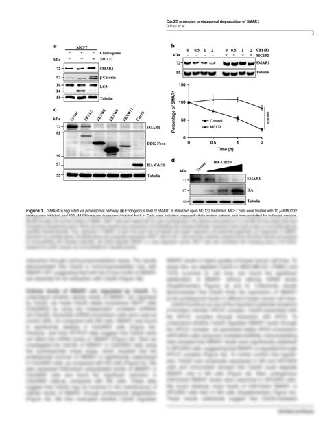 SOLUTION Cdc20 Directs Proteasome Mediated Degradation Of The Tumor