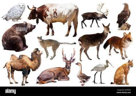Asia Animals Isolated Stock Photo Alamy