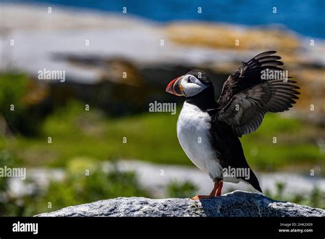 Atlantic Puffins on Machias Seal island, Maine, USA Stock Photo - Alamy