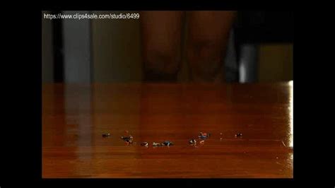 CUSTOM Scraps Goddess Fifi CUP CRUSHING Part 2 MOV Amateur Soles Giantess And Footjobs