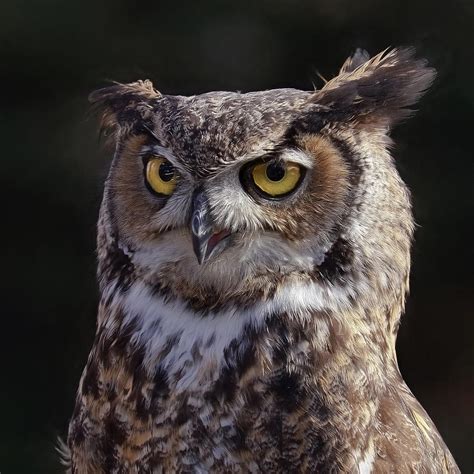 Great Horned Owl Photograph By Wes And Dotty Weber Fine Art America