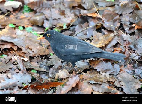 Common Blackbird Eurasian Blackbird Amsel Merle Noir Turdus Merula