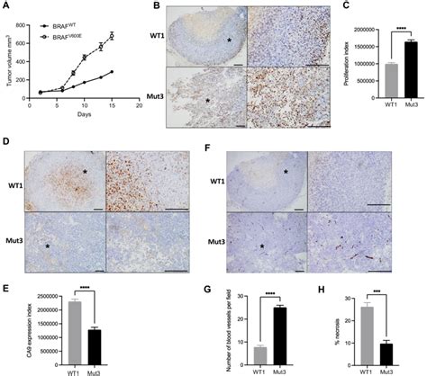 BRAF V600E melanoma xenografts grow more rapidly than isogenic BRAF WT... | Download Scientific ...