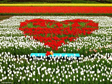 Bộ sưu tập những hình ảnh thiên nhiên đầy thơ mộng và lãng mạn Thư viện Ảnh đẹp hot nhất 2025