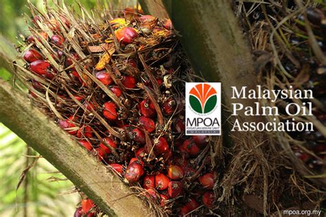 Ageing Oil Palm Trees Mpoa Calls For Govt Incentives To Speed Up