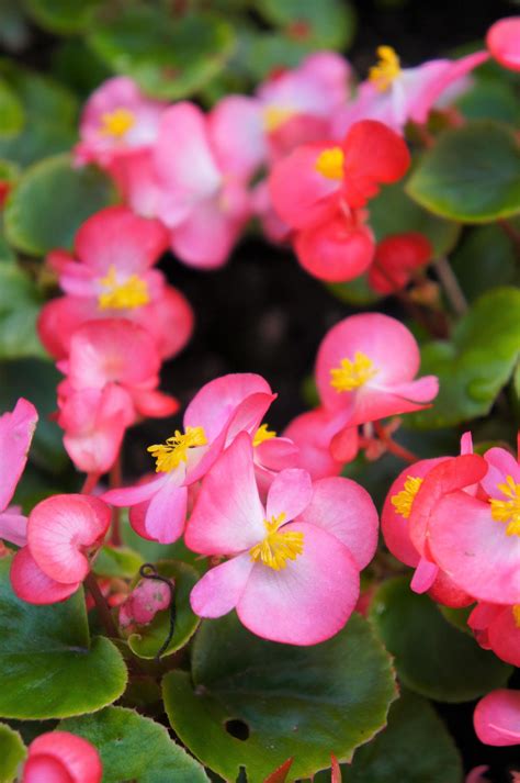 25 Rose PINK WAX BEGONIA Semperflorens Fibrous Shade Flower Seeds - Etsy