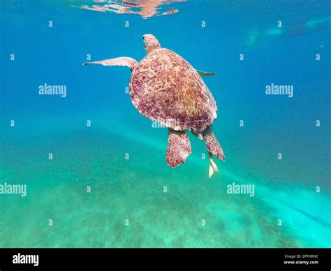 Young Hawksbill Turtle Hi Res Stock Photography And Images Alamy