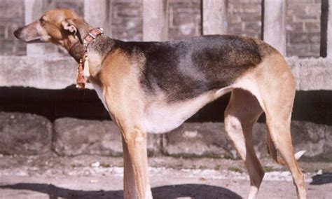 tallest dog breeds