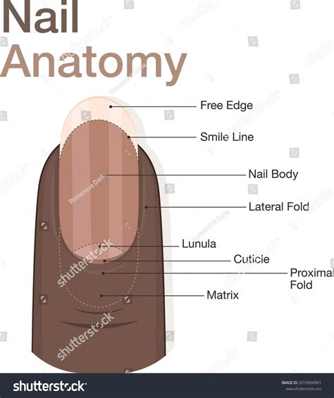 Diagram Finger Nail Anatomy Dark Skin Stock Vector Royalty Free