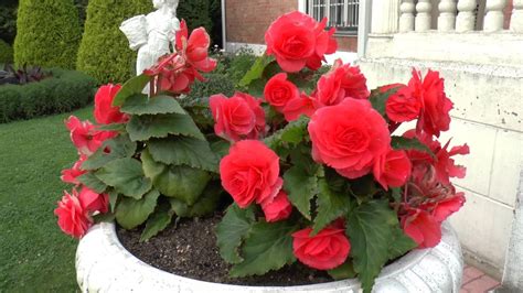 О выращивании бегонии садовой на даче в открытом грунте и горшках