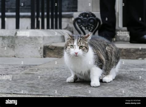 Larry, the Downing Street Cat Stock Photo - Alamy