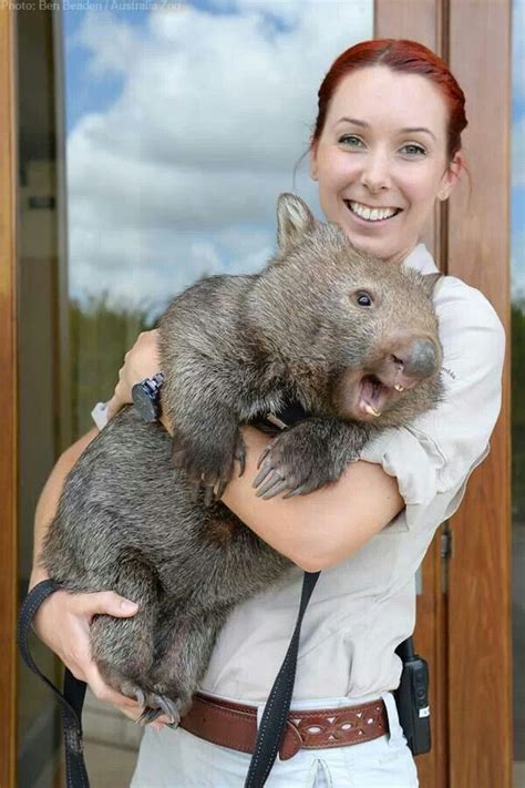 Wombat From Australia Zoo Love Cute Wombat Cute Animals Animals