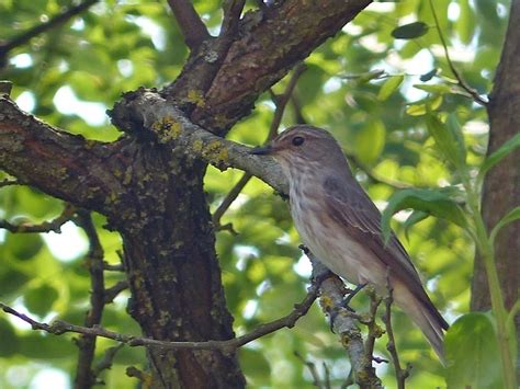 Vogels Van Magyarlukafa Hongarije Groene Specht Picus Viridis