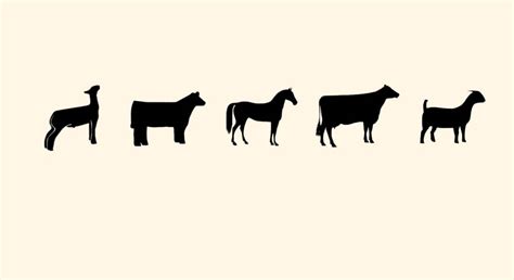 Saratoga County 4 H To Host Large Animal Showmanship Clinic Morning