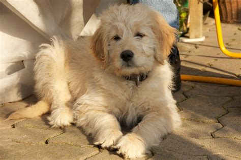 Labradoodle Goldendoodle Mix