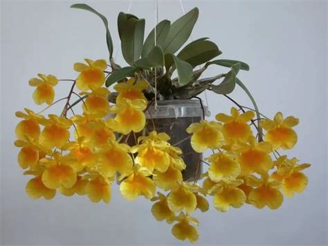 Types Of Dendrobium Orchids With Pictures And Names