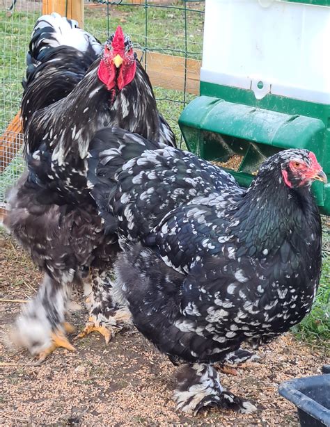 Œufs Fécondés de Brahma GR CAILLOUTÉ LISSE ET FRISÉ Coco Eco