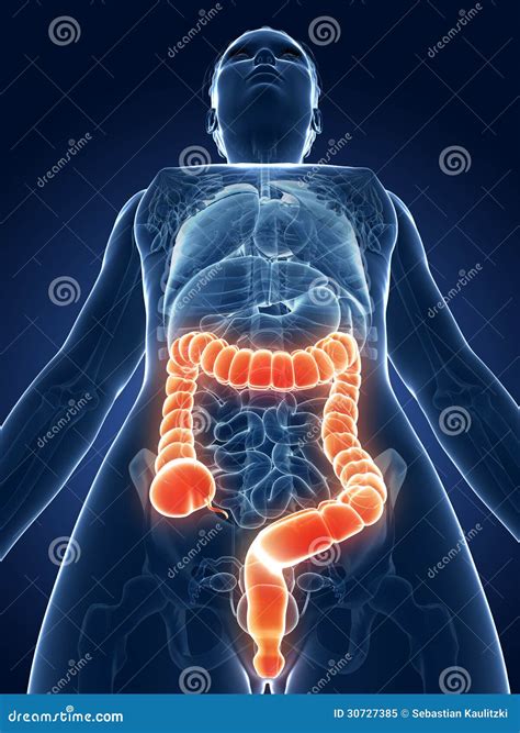 Highlighted Female Colon Stock Illustration Illustration Of Biology