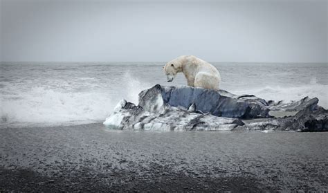 As Es El Grolar La Nueva Especie De Oso H Brido Provocada Por La