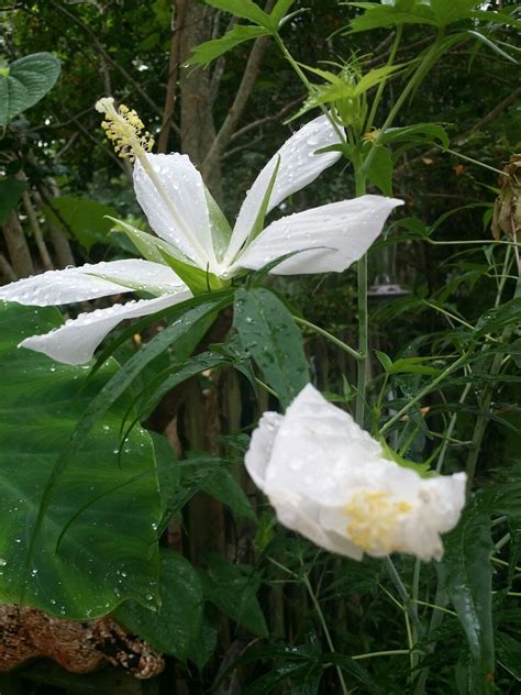 White Texas Star Hibiscus Texas Star Hibiscus Plants