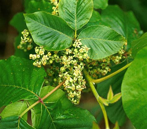 Ohio Weedguide Sumac Plant Poison Ivy Plants Plants