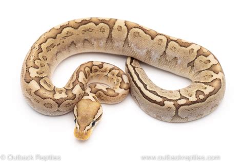 Pastel Bamboo M Outback Reptiles