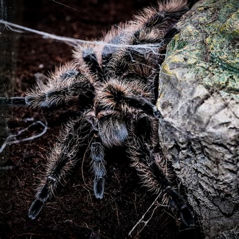 Tarantel Spinne Spinnentier Kostenloses Foto Auf Pixabay Pixabay