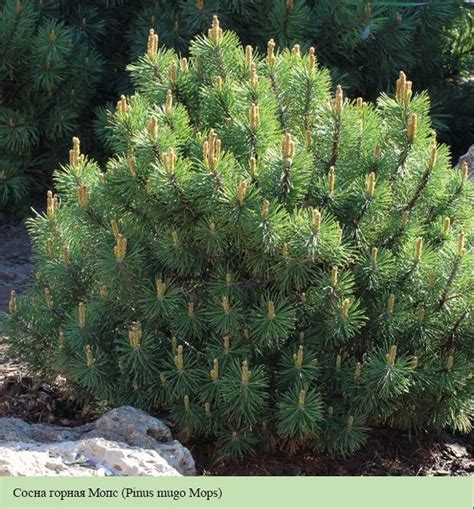 Сосна горная Мопс (Pinus mugo Mops) | Композиции цветников, Цветники, Сад
