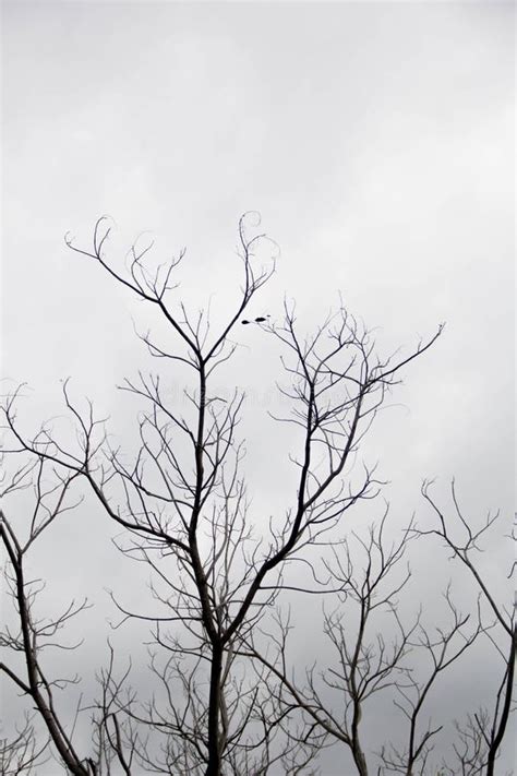 Naked Tree Branches On A White Background Stock Photo Image Of