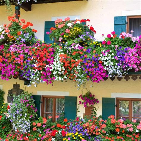 How To Balcony Garden Cherry Blossom