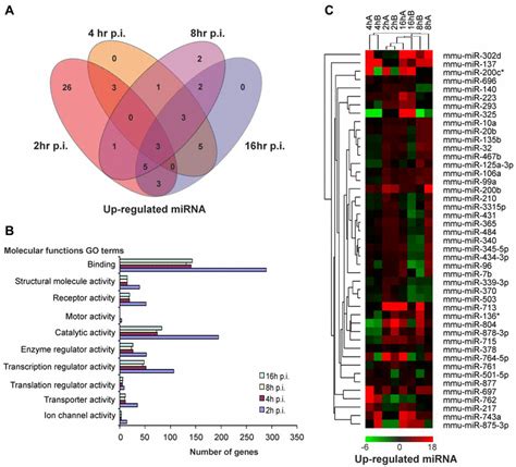 Up Regulated Mirna Response In Chikv Infected Mocha Cells A Venn