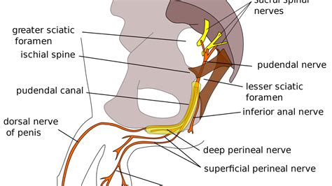 Nevralgia Del Pudendo FisioScience