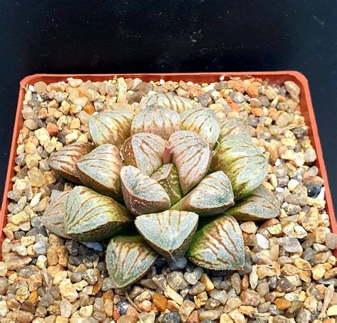haworthia  splendenssnow cactus shop