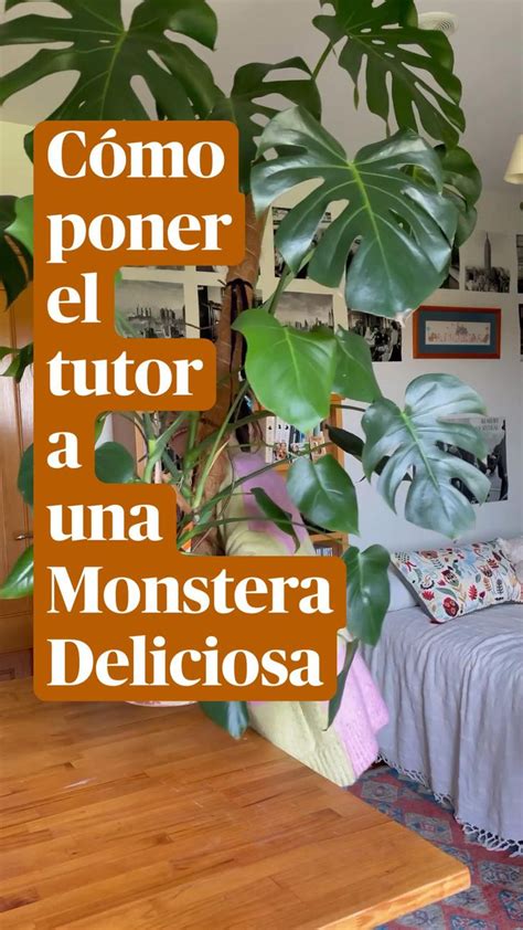 C Mo Poner El Tutor A Una Monstera Deliciosa Plantas Para Jardineras