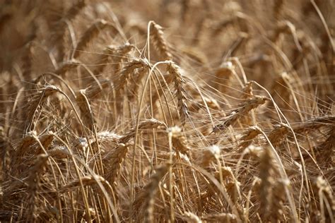 U.S. Winter Wheat Planting Touches Century Low - WSJ