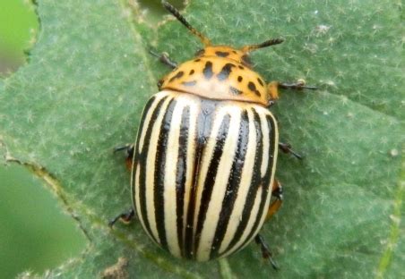 Томат Таня ?: характеристика, описание сорта, фото, посадка и уход ...