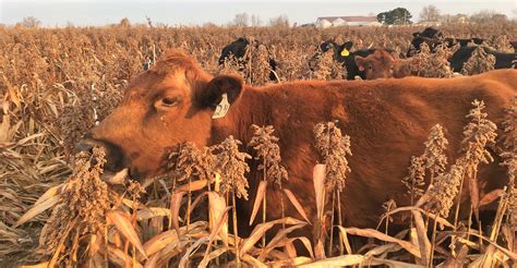 Fodder For Cattle