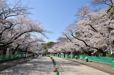 東京上野恩賜公園櫻花~防疫新型態賞櫻