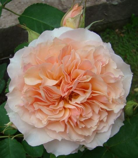 Купить саженцы розы почтой из питомника | Ростов на Дону