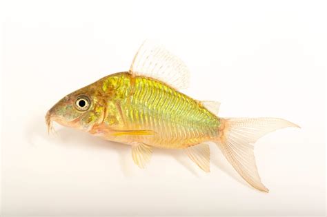 Fis028 00456 Joel Sartore