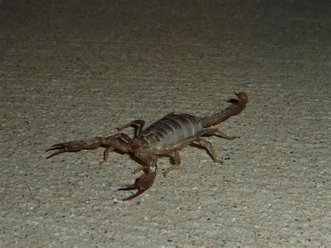 Características do ESCORPIÃO (animal) - Comportamento e curiosidades