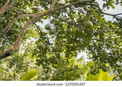 big orange fruits images stock  vectors shutterstock