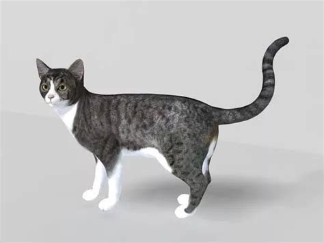 Blender 3d Models Cat