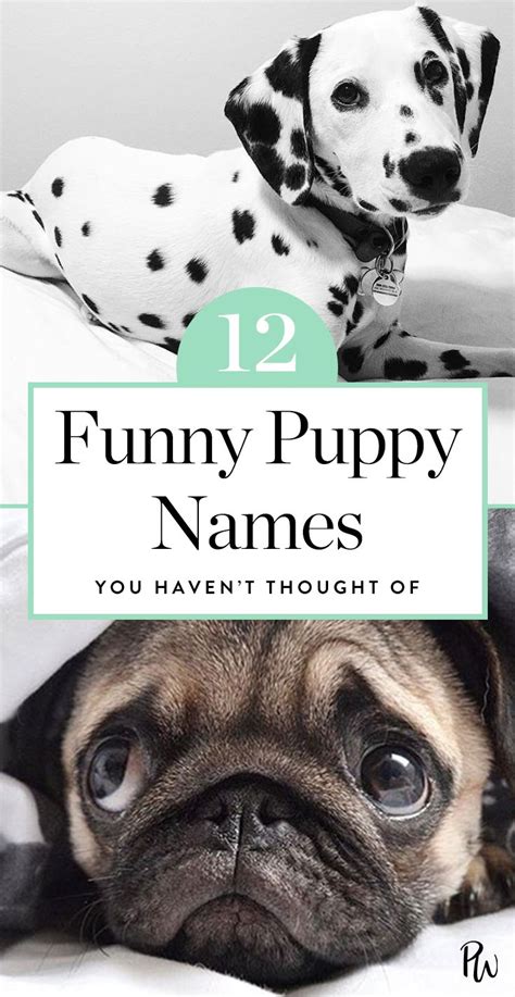 15 Funny Puppy Names You Havent Thought Of Puppy Names Funny Dog