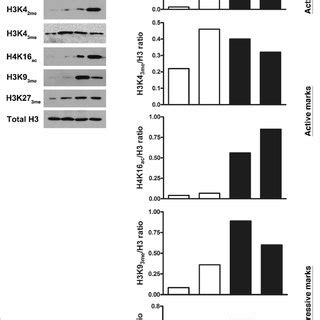 Histone mark analyses during melanocyte malignant transformation. Some ... 