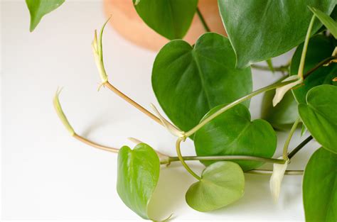 Know your plants: how to tell the difference between a philodendron and