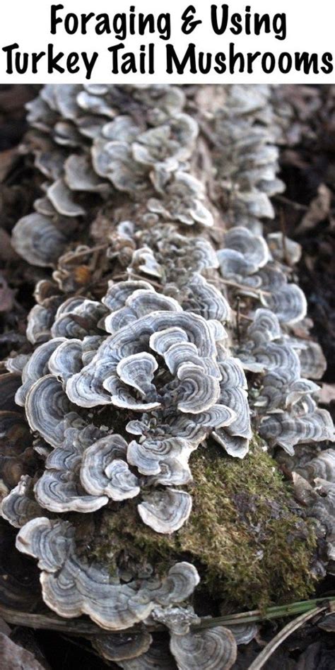 A Group Of Mushrooms That Are On The Ground